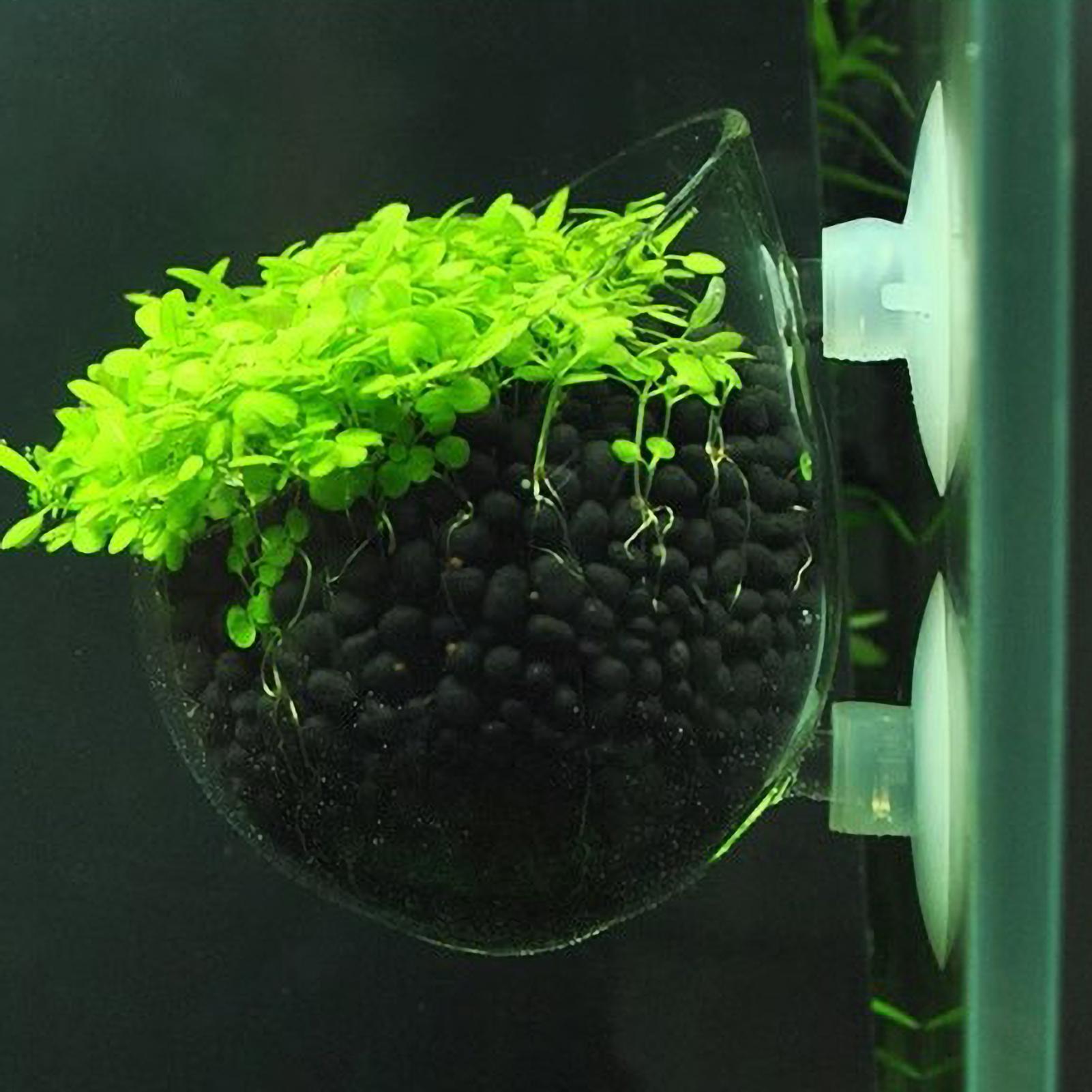 Planted Aquarium Aquascape - Tempat Tanaman Akuarium Kaca dengan Suction