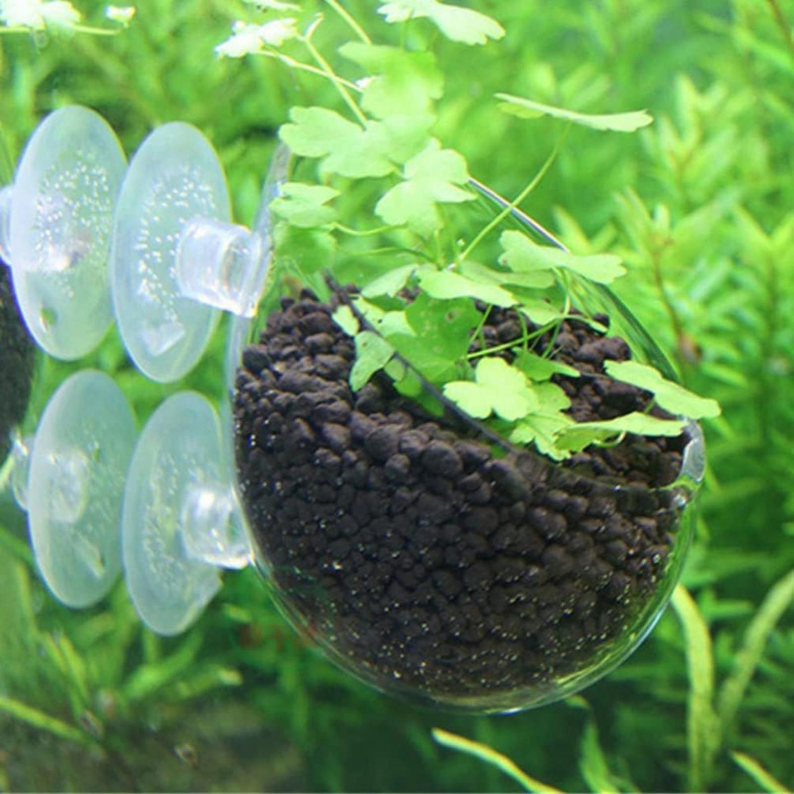 Tempat Tanaman Akuarium Kaca d - Planted Aquarium Aquascape ulasan dan harga