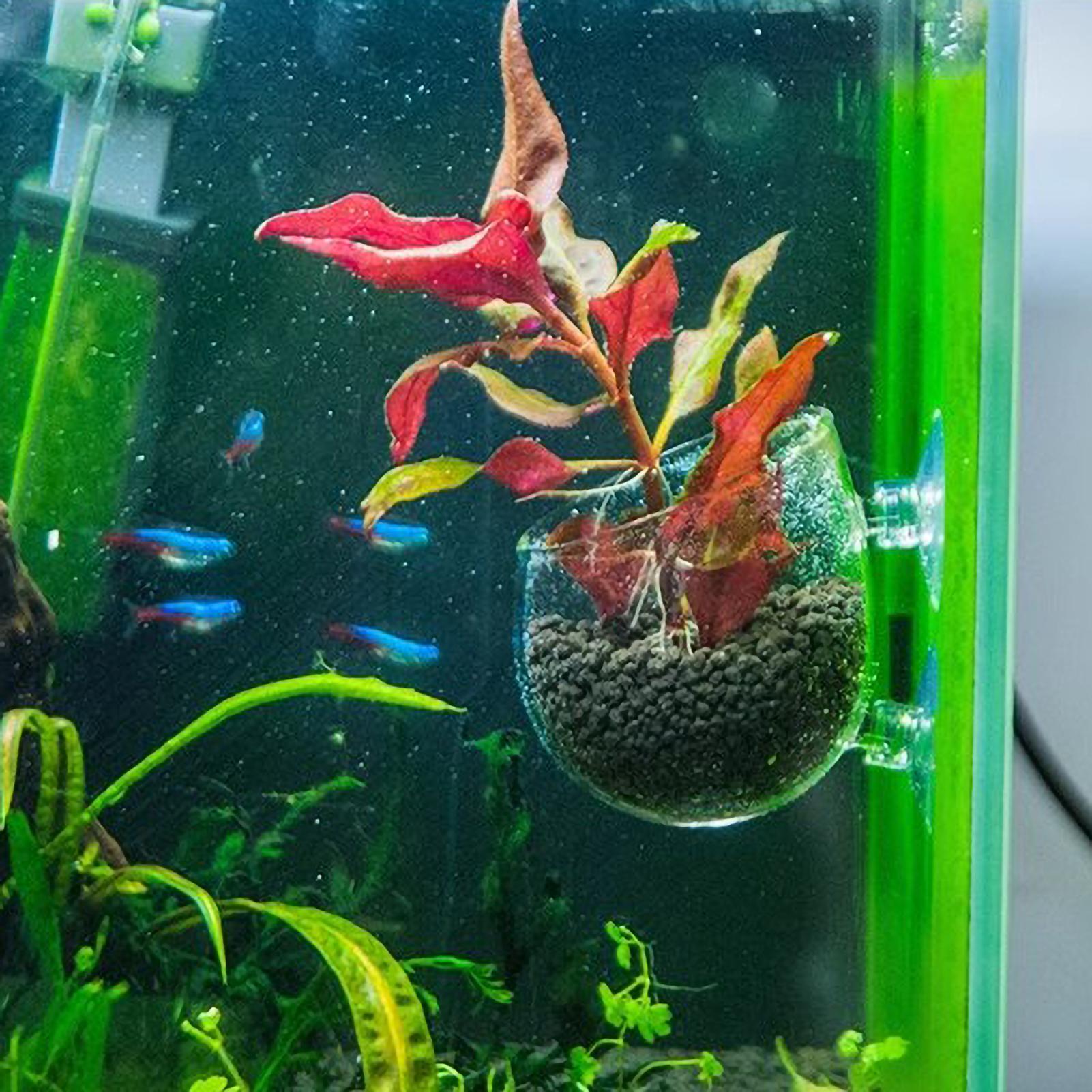 Tempat Tanaman Akuarium Kaca d - Planted Aquarium Aquascape ulasan dan harga